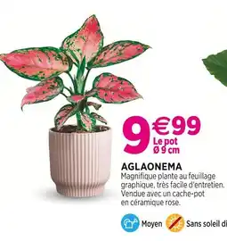 Delbard AGLAONEMA offre