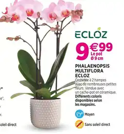 Delbard ECLOZ PHALAENOPSIS MULTIFLORA ECLOZ offre
