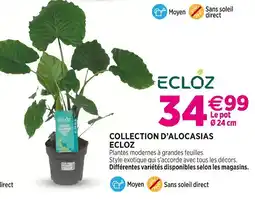 Delbard Ecloz Collection d'Alocasias Ecloz offre
