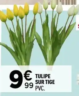 Centrakor Tulipe sur tige offre