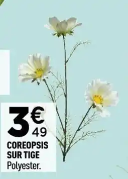 Centrakor Coreopsis sur tige offre