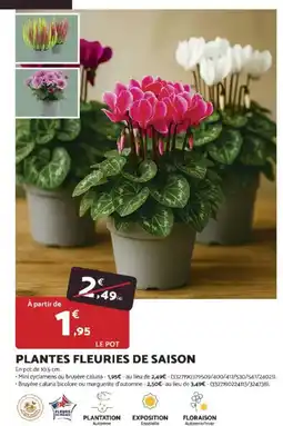 Bricomarché Plantes fleuries de saison offre