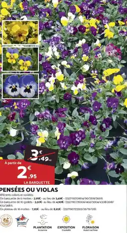 Bricomarché Pensées ou violas offre