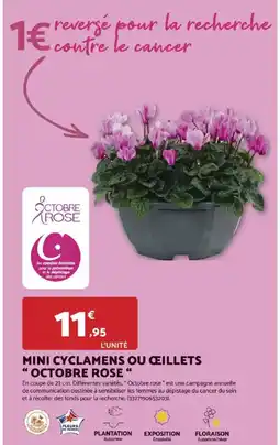Bricomarché Mini cyclamens ou œillets " octobre rose" offre