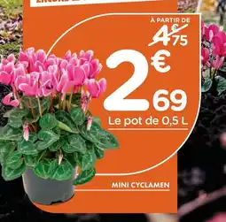 Point Vert Mini cyclamen offre