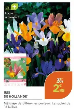 Point Vert Iris de hollande offre