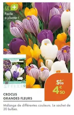 Point Vert Crocus grandes fleurs offre