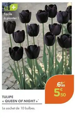 Point Vert Tulipe queen of night offre