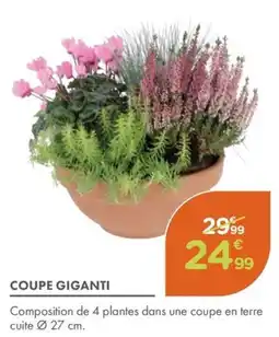 Point Vert Coupe giganti offre