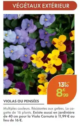 Point Vert Violas ou pensées offre