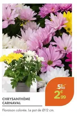 Point Vert Chrysanthème carnaval offre