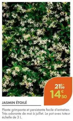 Point Vert Jasmin étoilé offre