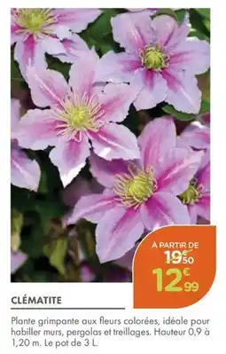 Point Vert Clématite offre