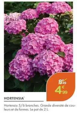 Point Vert Hortensia offre