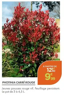 Point Vert Photinia carré rouge offre