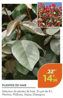 Point Vert Plantes de haie offre