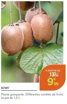 Point Vert Kiwi offre