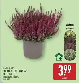 ALDI Bruyere calluna offre