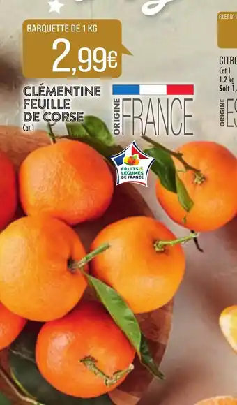Clémentine Feuille De Corse