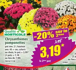 Norma Chrysanthèmes pomponettes offre