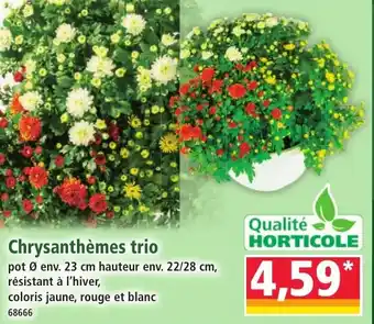 Norma Chrysanthèmes trio offre