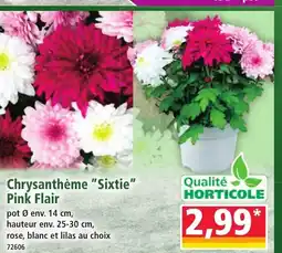 Norma Chrysanthème Sixtie Pink Flair offre