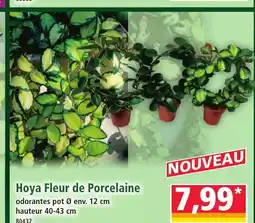 Norma Hoya Fleur de Porcelaine offre