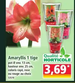 Norma Amaryllis 1 tige offre