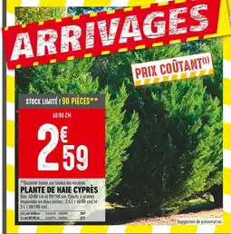 Batkor Plante de haie cyprès offre