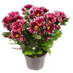 Carrefour Chrysanthème bicolore offre