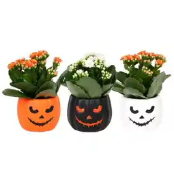 Carrefour Plante Halloween offre