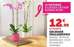 Maximarché Orchidee phalaenopsis offre