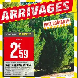 Batkor Plante de haie Cyprès 60/80 cm offre