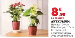 Hyper U Anthurium offre