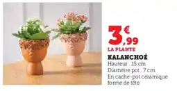 Hyper U Kalanchoé offre