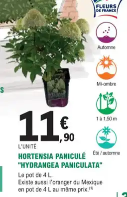 E.Leclerc Jardi Hortensia paniculé hydrangea paniculata offre
