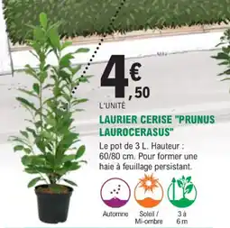E.Leclerc Jardi Laurier cerise prunus laurocerasus offre