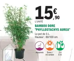 E.Leclerc Jardi Bambou dore phyllostachys aurea offre