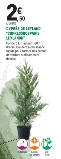 E.Leclerc Jardi Cyprès de leyland cupressocyparis leylandii offre