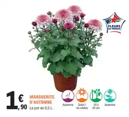 E.Leclerc Jardi Marguerite d'automne offre