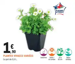 E.Leclerc Jardi Plantes vivaces variées offre