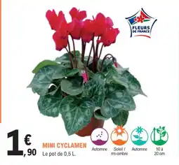 E.Leclerc Jardi Mini cyclamen offre