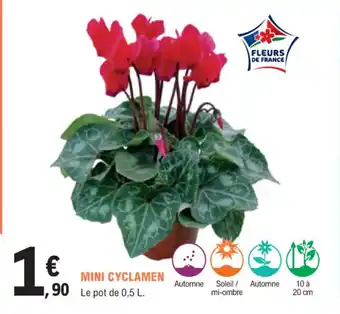 E.Leclerc Jardi Mini cyclamen offre