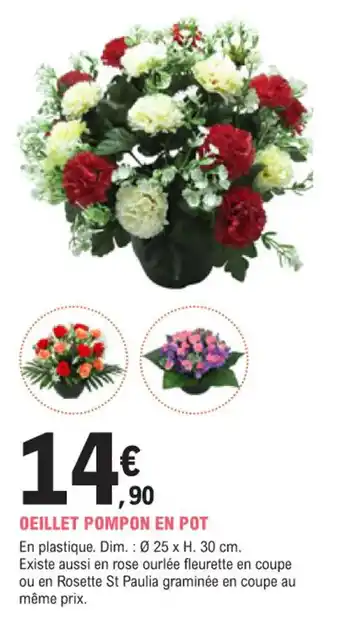 E.Leclerc Jardi Oeillet pompon en pot offre
