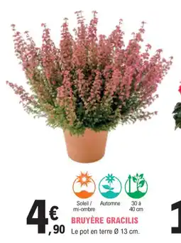 E.Leclerc Jardi Bruyère gracilis offre
