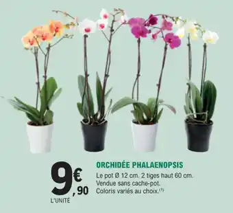 E.Leclerc Jardi Orchidée phalaenopsis offre