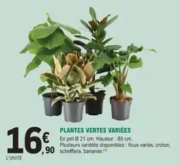 E.Leclerc Jardi Plantes vertes variées offre