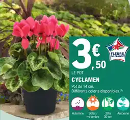 E.Leclerc Jardi Cyclamen offre