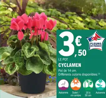 E.Leclerc Jardi Cyclamen offre