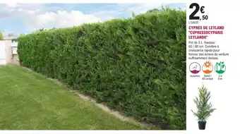 E.Leclerc Jardi Cyprès de leyland cupressocyparis leylandii offre